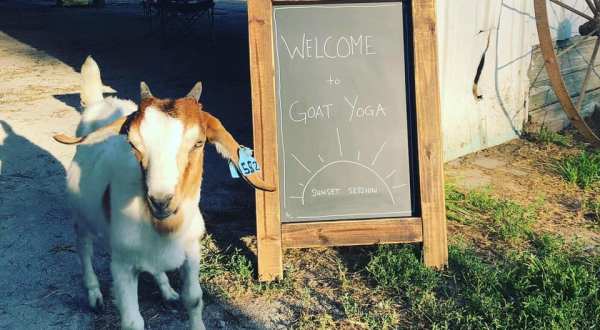 Take An Adorable Goat Yoga Class At Goat Yoga Of Missouri