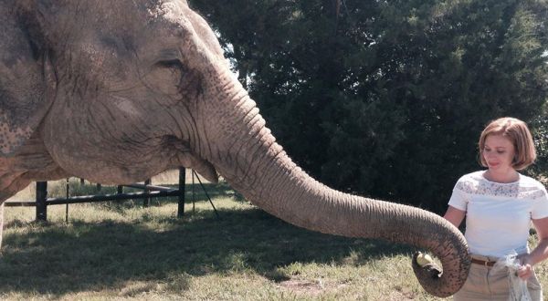 Get Up-Close-And-Personal With Elephants At Endangered Ark Foundation In Oklahoma
