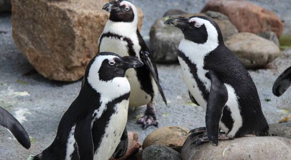 Enjoy A Perfectly Precious Pancake Breakfast With Penguins At The Henry Doorly Zoo In Nebraska