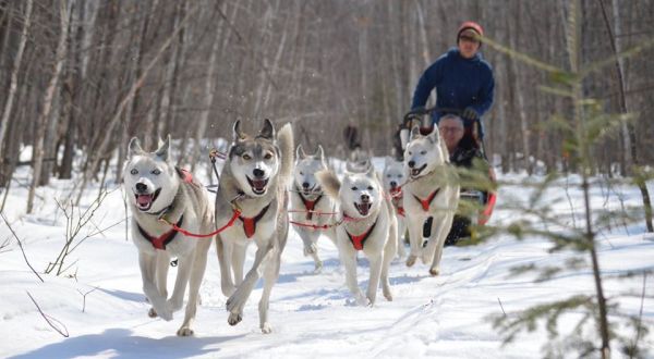 Wolfsong Adventures In Wisconsin Offers Thrilling Dog Sledding Trips For All Ages     