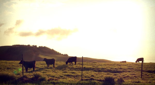 You Can View Wild Cows Roaming The Slopes Of Hawaii’s Mauna Kea