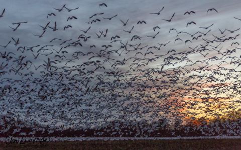 Hundreds of Thousands Of Snow Geese Invade The Delaware Coast Every Winter And It's A Sight To Be Seen