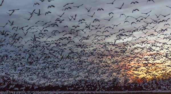 Hundreds of Thousands Of Snow Geese Invade The Delaware Coast Every Winter And It’s A Sight To Be Seen