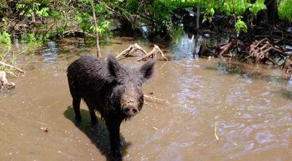 Hold Onto Your Garbage Because Feral Pigs Could Be On The Loose In Maine