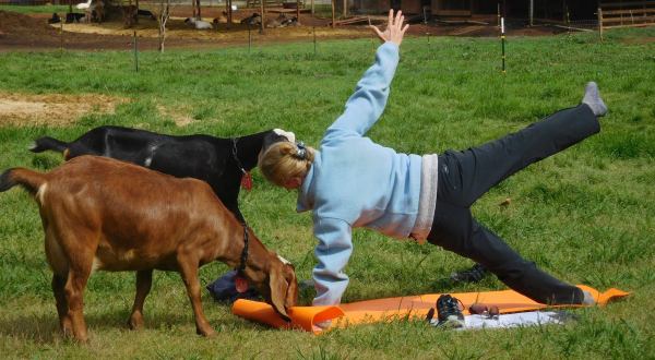 Take An Adorable Goat Yoga Class At Split Creek Farm In South Carolina