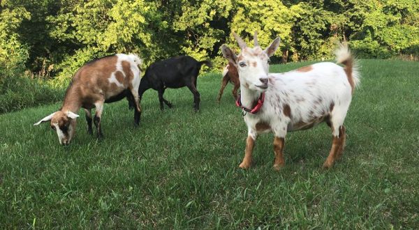 Take An Adorable Goat Yoga Class At Healing Acres Farm In Pennsylvania