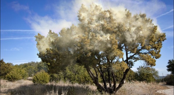 Mountain Cedar Season Has Arrived In Texas, And It’s The Worst Pollen Of The Year
