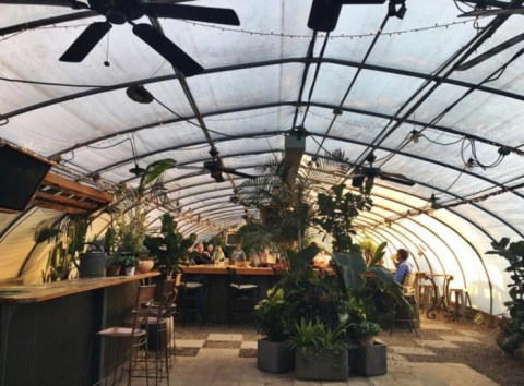 Sip Drinks Inside A Greenhouse-Turned-Bar At The Greenhouse Bar In Tennessee This Winter