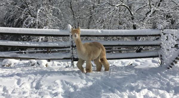 Spend An Afternoon With Adorable Animals At Burgis Brook Alpacas In Connecticut