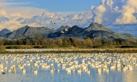 Celebrate The Migration Of Millions Of Birds At Northern California's Annual Snow Goose Festival