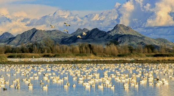 Celebrate The Migration Of Millions Of Birds At Northern California’s Annual Snow Goose Festival