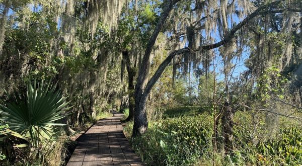 The Palmetto Trail Near New Orleans Takes You Through An Enchanting Swamp