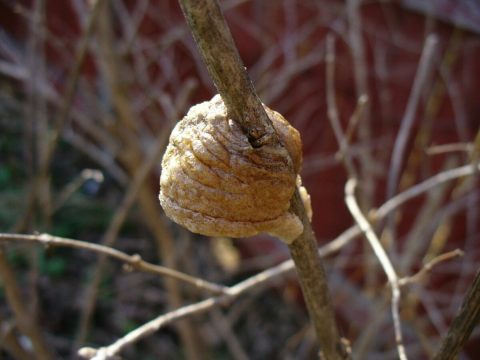 This Pinecone-Shaped Mass On Your Kansas Christmas Tree Could Be Home To Hundreds Of Praying Mantis Eggs
