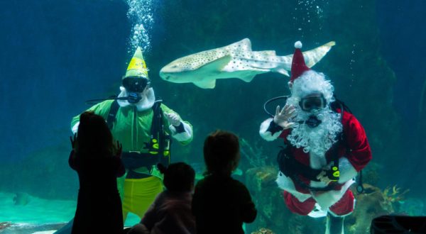 Watch Santa Dive With Sharks At Festival Of The Seas In Utah’s Loveland Living Planet Aquarium