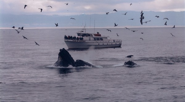 See Thousands Of Whales During Their Winter Migration On The Northern California Coast
