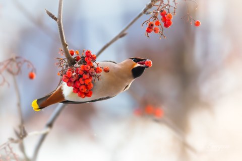 Thousands Of Bohemian Waxwings Invade The City Of Anchorage In Alaska Every Winter And It's A Sight To Be Seen