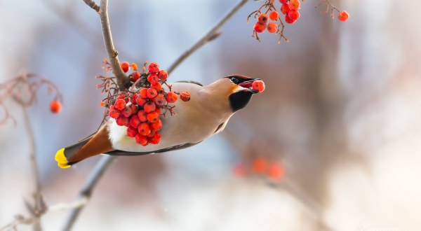 Thousands Of Bohemian Waxwings Invade The City Of Anchorage In Alaska Every Winter And It’s A Sight To Be Seen