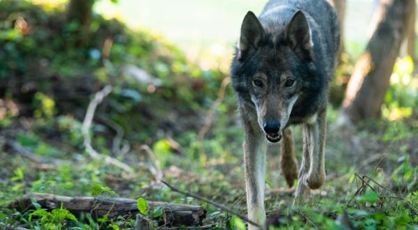 Get Up-Close-And-Personal With Wolfdogs At Refuge Ridge In Kentucky