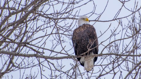 For Almost 40 Years, Iowans Have Been Gathering To Spot Bald Eagles At This Unique Festival On The River
