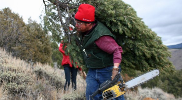 You Can Cut Your Own Christmas Tree From One Of Millions In Wyoming’s National Forests