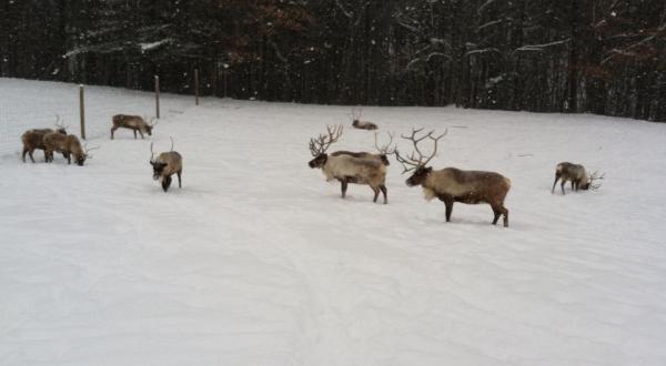 Meet Some Of Santa’s Most Adorable Helpers When You Visit Reindeer Ranch In Michigan