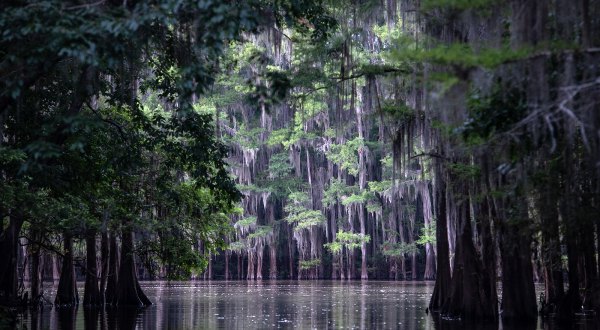 The World’s Largest Cypress Forest Is Located Right Here In Small-Town Texas