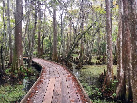 7 Easy Hikes Within An Hour Of New Orleans To Take On This Winter
