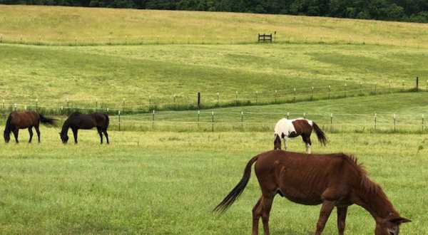 There’s A Bed & Breakfast On This Horse Farm In Missouri And You Simply Have To Visit