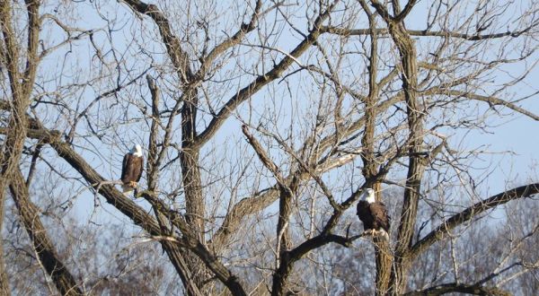 Hundreds Of Eagles Invade Wisconsin Every Winter And It’s A Sight To Be Seen