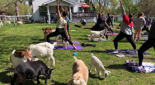 Find Inner Peace With Goat Yoga At Shepherd’s Rest Goat And Sheep Rescue In Nebraska