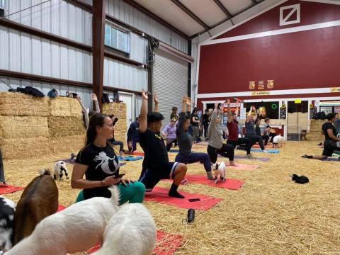 Take An Adorable Goat Yoga Class At Lemos Farm In Northern California