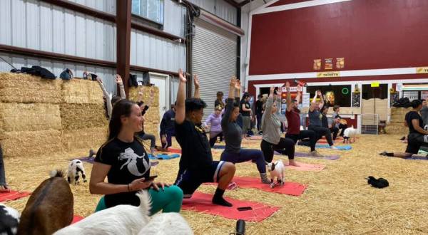 Take An Adorable Goat Yoga Class At Lemos Farm In Northern California