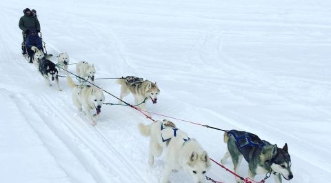 Take A Sled Dog Adventure With Sierra Adventures In Nevada For A Ride Of A Lifetime