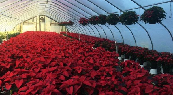 Explore A Wonderland Of Holiday Cheer At The Largest Poinsettia Nursery In Delaware, Jeff’s Greenhouses