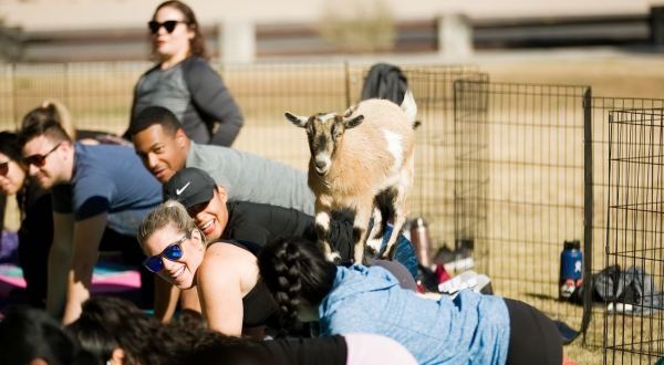 Take An Adorable Goat Yoga Class With Goat Yoga Las Vegas In Nevada