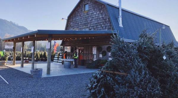 A Trip To Alpine Meadows Christmas Tree Farm In Washington Makes A Great Family Outing