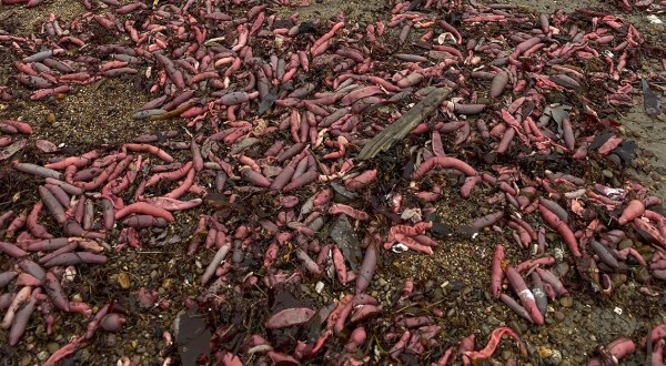 Thousands Of 10-Inch Marine Worms Washed Up On Drakes Beach In Northern California After A Strong Storm