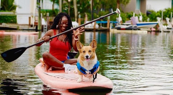 Go Paddleboarding With Adorable Corgis At Sup Pup Paddleboard In Fort Lauderdale