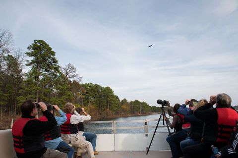Take A Lake Cruise To See Arkansas' Majestic Eagles This Winter
