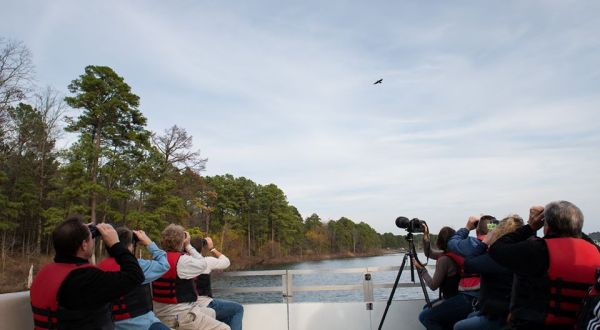 Take A Lake Cruise To See Arkansas’ Majestic Eagles This Winter