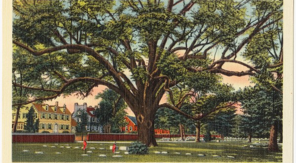 A Piece Of New Jersey’s Most Iconic Tree, The Salem Oak, Is Coming To Your Town