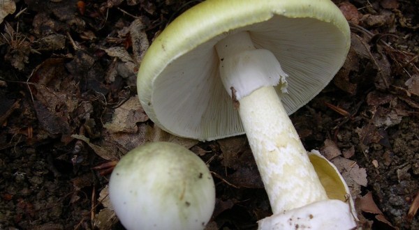 Two Of The World’s Most Toxic Mushrooms Can Be Found In Arizona Each Year