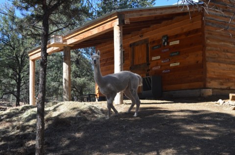 Snuggle Up In The Cozy Cabin Retreat At Winter's Hope Alpaca Ranch In New Mexico