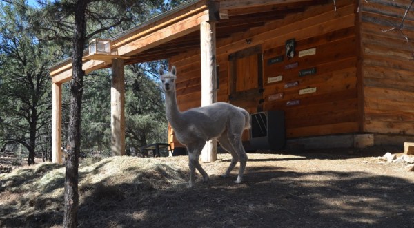 Snuggle Up In The Cozy Cabin Retreat At Winter’s Hope Alpaca Ranch In New Mexico