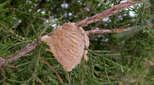 This Pinecone-Shaped Mass On Your Indiana Christmas Tree Could Be Home To Hundreds Of Praying Mantis Eggs