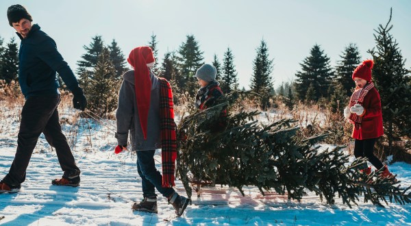 2019 Has Been Deemed The Most Expensive Year For Purchasing Christmas Trees