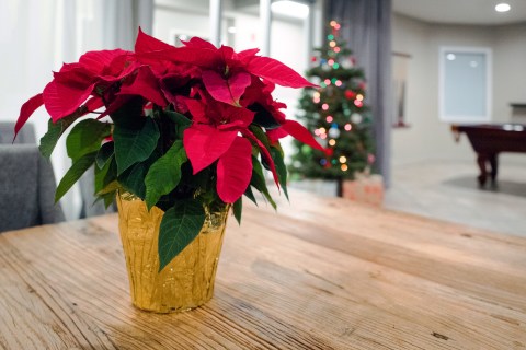 A Native South Carolinian, Joel Poinsett, Is Credited With Introducing The Poinsettia To North America In The 1820s