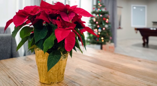 A Native South Carolinian, Joel Poinsett, Is Credited With Introducing The Poinsettia To North America In The 1820s