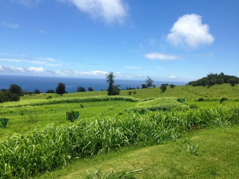 The Farmers' Market At Hamakua Harvest Is One Of Hawaii's Best Agricultural Destinations