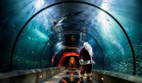 Take A Magical Underwater Journey With Thousands Of Glittering Lights At Oregon Coast Aquarium